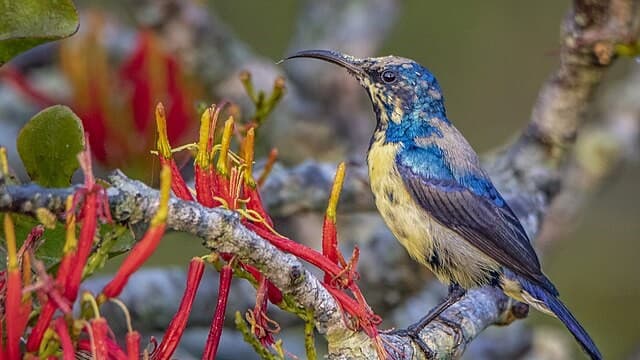 Sundarbans Wildlife Tours - Best Routes and Safety Tips in Bangladesh